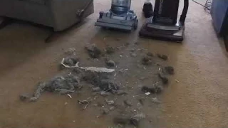 double header review dyson dc-14 animal vs sanyo (panasonic)  vacuum demo / review