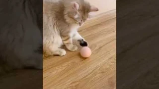 Zupets Cat Toys Interactive