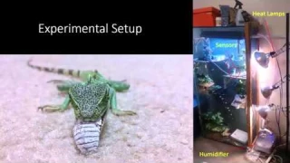 Temperature and Humidity Controller for a Lizard Habitat