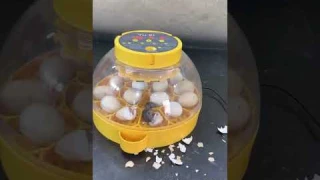 Wonderful Automatic Egg Incubator - Hatch chick