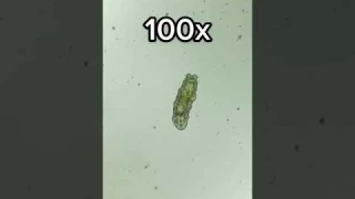 Tardigrade at 0x, 40x, 100x and 400x magnification!