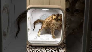 Check out our full tutorial video of the Drybo plus pet dryer! #catvideos #petgrooming