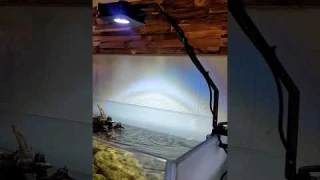 Lominie Pixie 30 LED 🧜‍♂️First impression #aquaristik #shorts