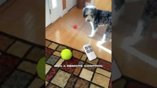dog ball that moves on its own