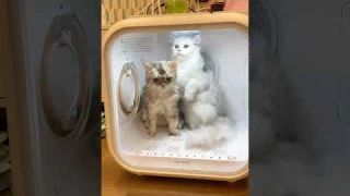 🌟【62L Smart Pet Hair Dryer Box】The ultimate must-have for pet owners is here! 🐾💨 #aussiepets  #pets