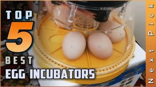 Top 5 Best Egg Incubators review in 2024