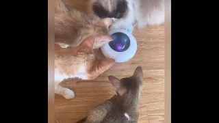 PlayTime™ Automatic Feather Teaser Interactive Electric Cat Toy