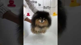 My Dog Looks Like A Different Dog When  😳 #shorts #dog