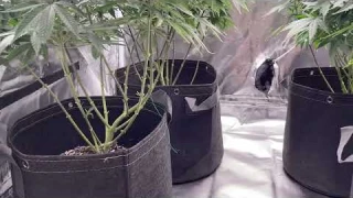 Why Fabric Pots are Better then Solid Planters