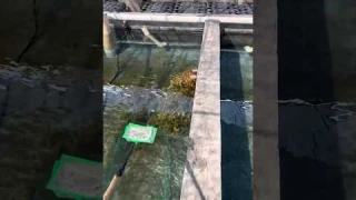 seahorse farming #monsterfishkeeper #fishing #fishaquarium #predator #fishtank #catfish #aquarium $