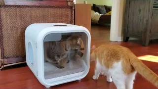 Homerunpet Drybo Plus for Pets Review