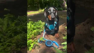 "PetBuds Automatic Retractable Dog Leash Review | Smart Design, Chew-Resistant, Heavy Duty Leash UK