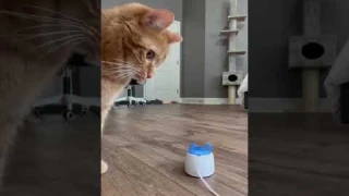 Remote Control Cat Toy #shorts #cats