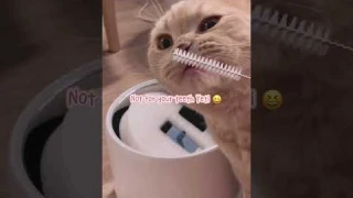 My cats love PETKIT Eversweet 3 PRO UVC