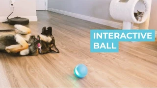 Interactive Ball Review
