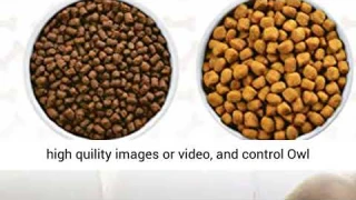 Owl Robot: Mobile Full HD Pet Camera with Treat Dispenser