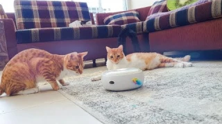 Cat Toy Unboxing: SMART Electric teaser toy