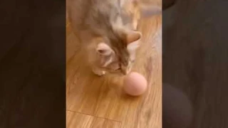 Smart Cat Toys Interactive Ball Catnip Cat Training Toy Pet Playing Ball Pet
