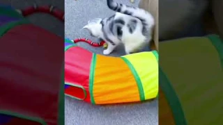 Automatic Cat Toys dog toys Interactive Smart Sensing Snake TeaseToys for Cats