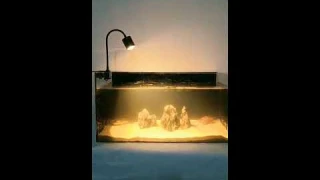 20240605 LED aquarium light freshwater spotlight south africa tank three color modes aquascape tank