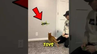 Top 3 Best Toys for Indoor Cats