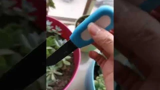 Tuya Smart Humidimètre du sol sans fil, température, humidité, moniteur de plante, plante en pot, me