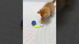 🐾 Speedy Tail 2.0 Smart Cat Toy Ball – The Ultimate Playtime Upgrade! 🎾🐱 #cat #pets #cute