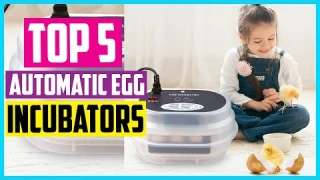 Top 5 Best Automatic Egg Incubators In 2025 – Reviews and Buying Guide