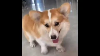 ITTIStore - Automatic Ball Launcher for Dogs