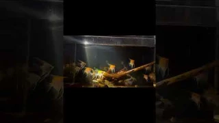 LED zoom light for aquarium landscaping,Professional optical design of focusing lens~