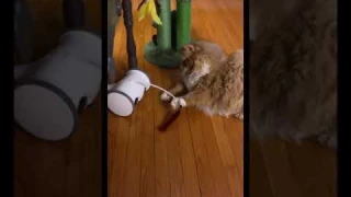 A good toy to accompany your furry baby--Skymee owl robot