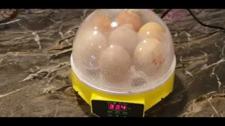 Mini intelligent 7 egg incubator