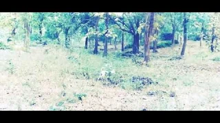 Morning Nature Trail @ Paw Haven