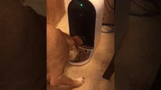 Automatic WiFi Dog/Cat Smart Camera Feeder