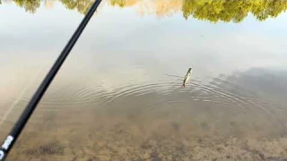 Testing, Fishing, & Review of Robot Fishing Lure From WataLure