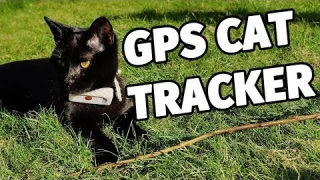 Small GPS cat tracker - Weenect GPS Pet Tracker Review