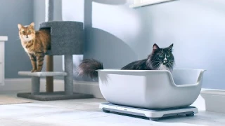 Smart Litter Box Monitor FAQ | How the Monitor Works with Multiple Cats​