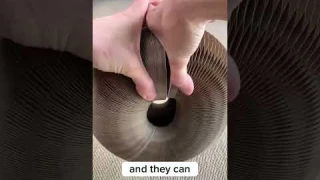 This cat toy is amazing