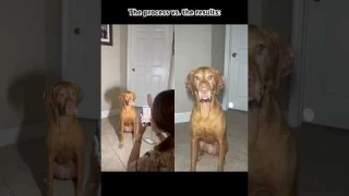 Here’s the results! #foryou #dog #trend #viralvideo