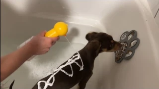 Urstand Dog Foaming Soap Dispenser Review | Rechargeable, Waterproof & Pet-Friendly