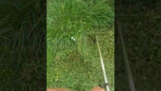 Must See Satisfying Tall Grass Being Cut #satisfyingvideo #lawncarelife #lawncarecommunity #shorts