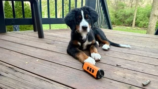 Stop Excessive Barking Fast! | Best Dog Bark Deterrent Device for a Peaceful Home