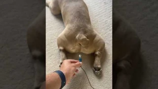 French bulldog fart 😁  #bulldog #animals #mreviatar #dog #dogs #animal #animalshorts #shorts #funny