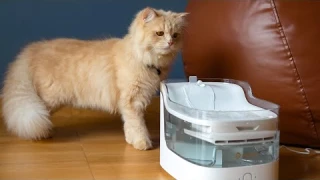 The ULTIMATE Cat Hydration Solution? Petgugu Water Fountain Review!