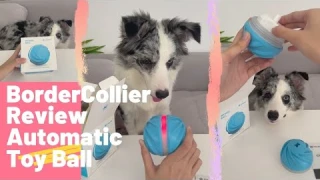Border Collie Review,  Nteractive Automatic Rolling Ball For Dog & Cat  Pet Ball Toys