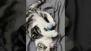 Smart Cat Toys Interactive Ball Catnip Cat Training Toy