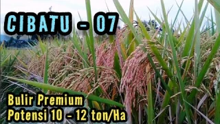 CIBATU 07, BULIR PREMIUM, POTENSI HASIL TINGGI...