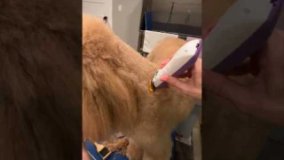 #dog Grooming for beginners just got easier! Brand new CLIPPER Joyzze Falcon