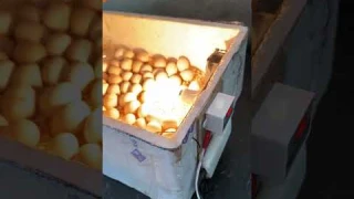 Homemade Styrofoam Egg Incubator