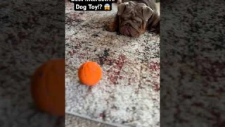 Best Interactive Dog Toy? Cheerble Smart Ball